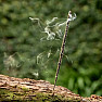 Incense sticks Sagrada Madre Frankincense