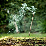 Incense sticks Sagrada Madre Rue, Rosemary and Frankincense