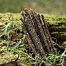 Incense sticks Sagrada Madre Rue, Rosemary and Frankincense