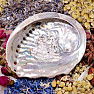 Abalone polished shell smoking bowl S 10 to 11 cm