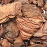 Himalayan pine - bark