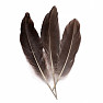 Goose feather for smoking dark gray 16 cm