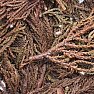 Himalayan juniper - twigs