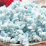 Larimar bracelet chopped extra AA quality