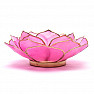 Candlestick lotus open flower pink