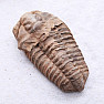 Trilobite