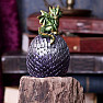 Statuette - treasure chest Green dragon on an egg