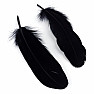 Goose feather for smoking black 16 cm