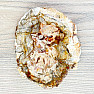 Petrified wood polished cut 1