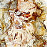 Petrified wood polished cut 1