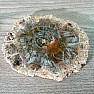 Petrified wood polished cut 10