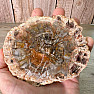 Petrified wood polished cut 10