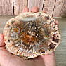 Petrified wood polished cut 10