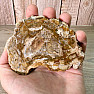 Petrified wood polished cut 11