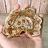 Petrified wood polished cut 11