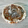 Petrified wood polished cut 12