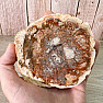 Petrified wood polished cut 12