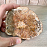 Petrified wood polished cut 6