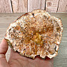 Petrified wood polished cut 6