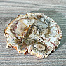 Petrified wood polished cut 7