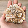 Petrified wood polished cut 7