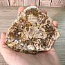 Petrified wood polished cut 8