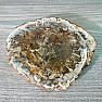 Petrified wood polished cut 9