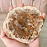 Petrified wood polished cut 9