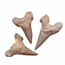 Shark tooth