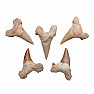 Shark tooth