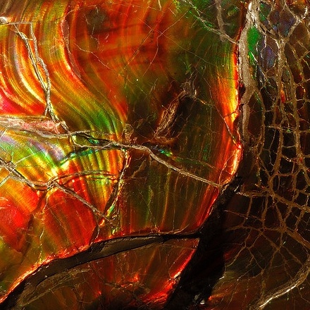 Ammolite